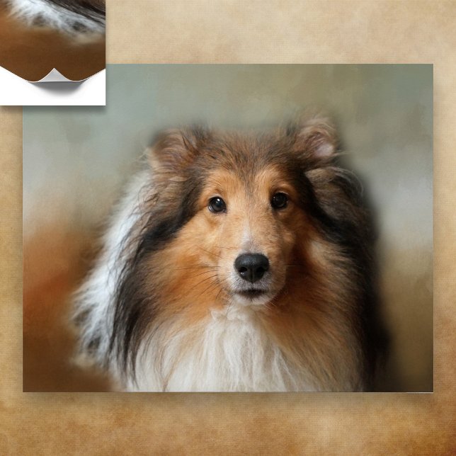 Shelti Sheep Dog Poster (Creator Uploaded)