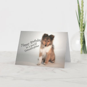 Sheltie Birthday Card for Granddaughter