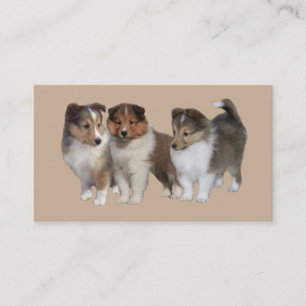 Sheltie Breeder Business Card