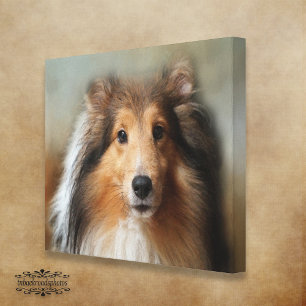 Sheltie Canvas Print