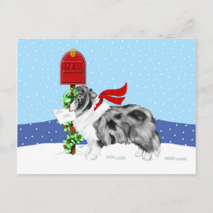 Sheltie Christmas Mail Bi Blue Holiday Postcard