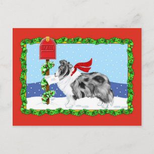 Sheltie Christmas Mail Bi Blue Holiday Postcard