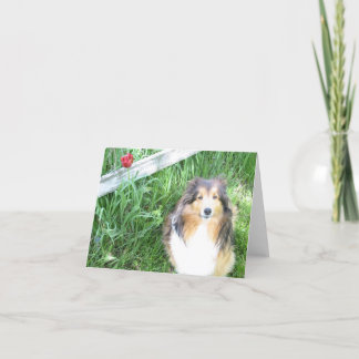Sheltie et carte de note de tulipe