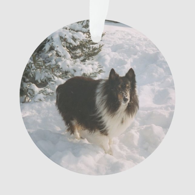 Sheltie et Husky s'amusent dans la neige (devant)