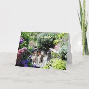 Sheltie Greeting Card