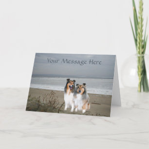 Sheltie Greeting Card