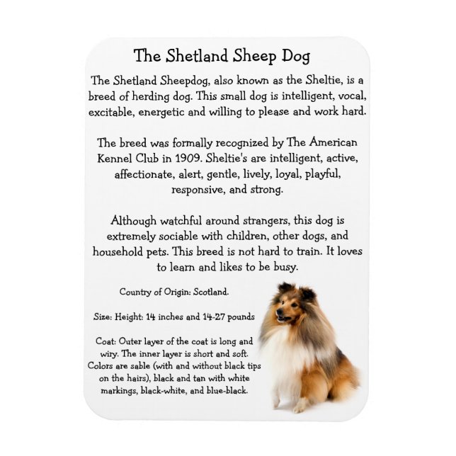Sheltie Magnet (Vertical)