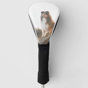 Sheltie on Cliff protecting heard during sunset Golf Head Cover