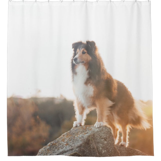 Sheltie on Cliff protectng heard during sunset (Front)