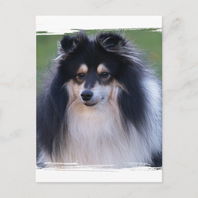 Sheltie Photo Postcard (Front)