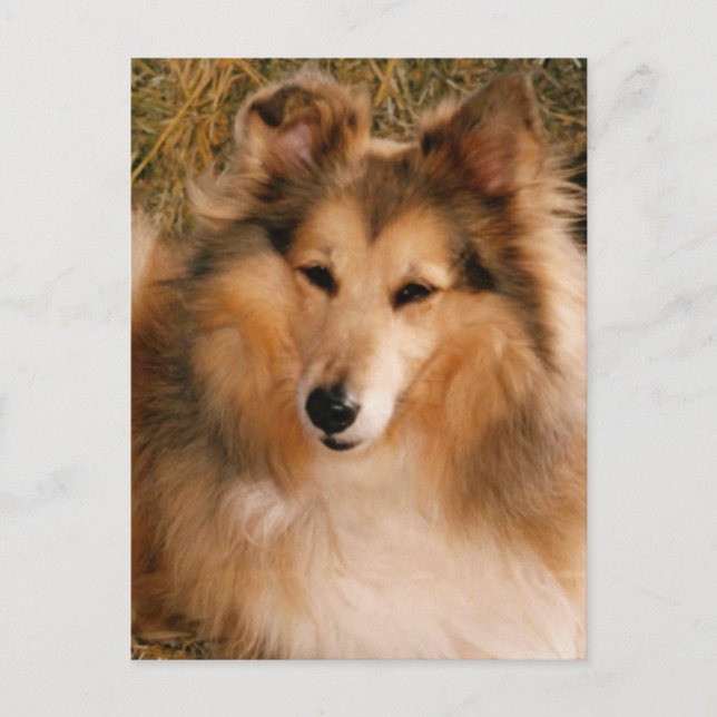 Sheltie Postcard (Front)