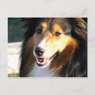 Sheltie Postcard