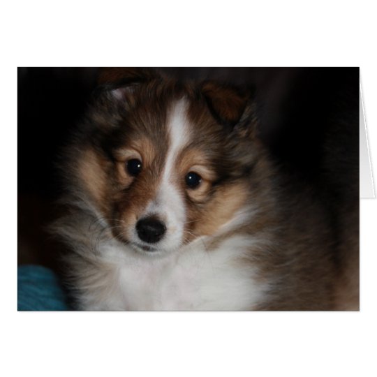 Sheltie Puppy Card