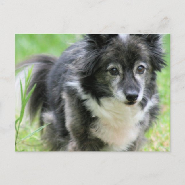 Sheltie Puppy Dog Postcard (Front)