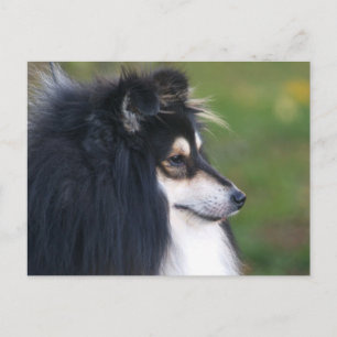 Sheltie Puppy Postcard