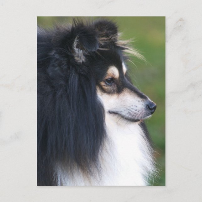 Sheltie Puppy Postcard (Front)