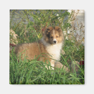 Sheltie puppy standing in grass and flowers magnet