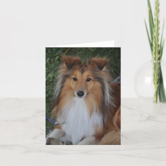 Sheltie Sheepdog Greeting Card