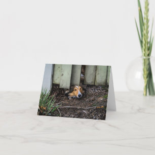 Sheltie Shetland Sheepdog Funny Card