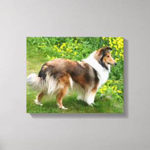 Sheltie Shetland Sheepdog Painting Canvas Print