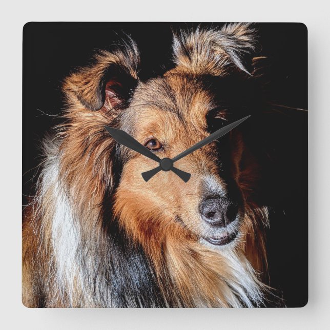 Sheltie Square Wall Clock (Front)