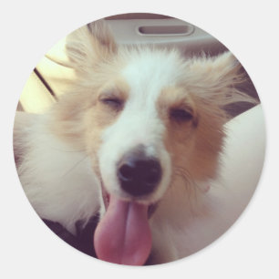 Sheltie Sticker