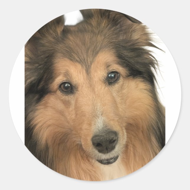 Sheltie Stickers (Devant)