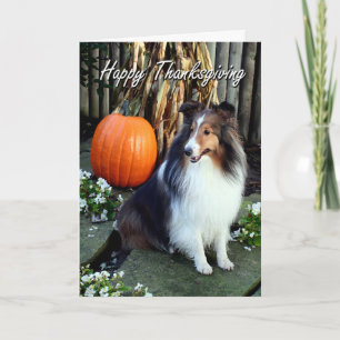Sheltie Thanksgiving Card