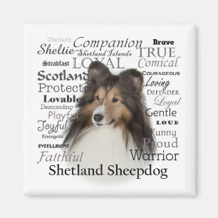 Sheltie Traits Magnet