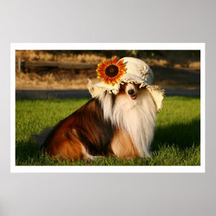 Sheltie with Hat Poster