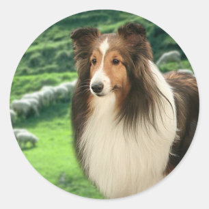 Shelties Lead Sticker