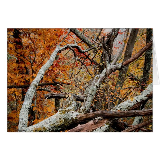 Shenandoah Autumn Fallen Tree (Front Horizontal)