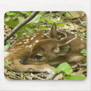 Shenandoah NP, Virginia, USA Mouse Pad