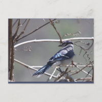 Shenandoah Valley Birds: Blue Jay/Cardinal/Sparrow