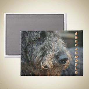 Shepadoodle Profile Photographic Portrait Magnet