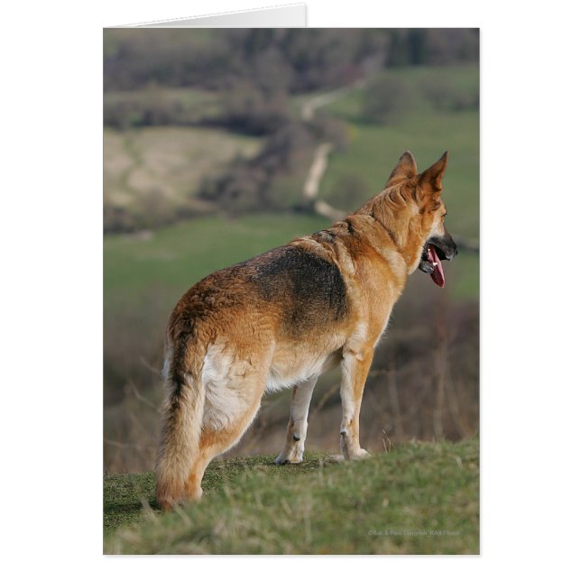 Shephard allemand regardant la colline (Devant)
