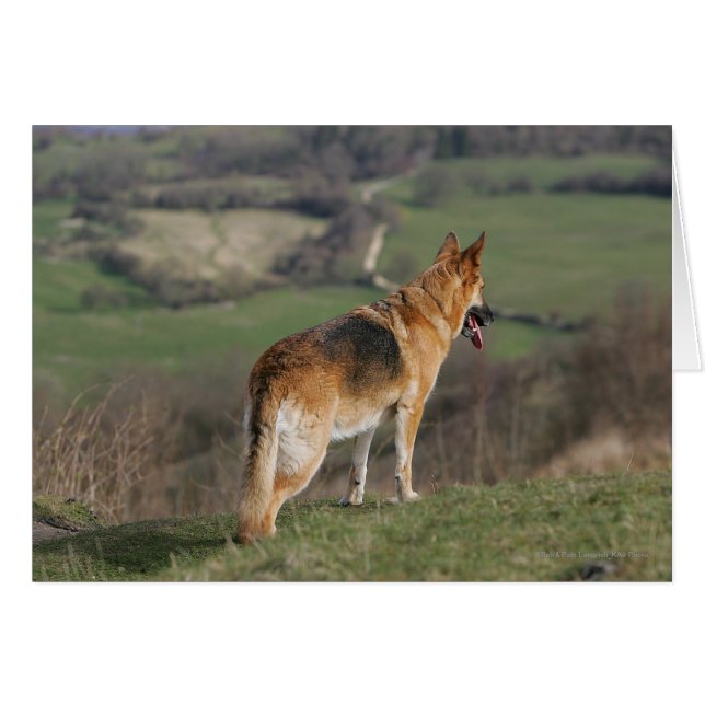 Shephard allemand regardant la colline (Devant horizontal)