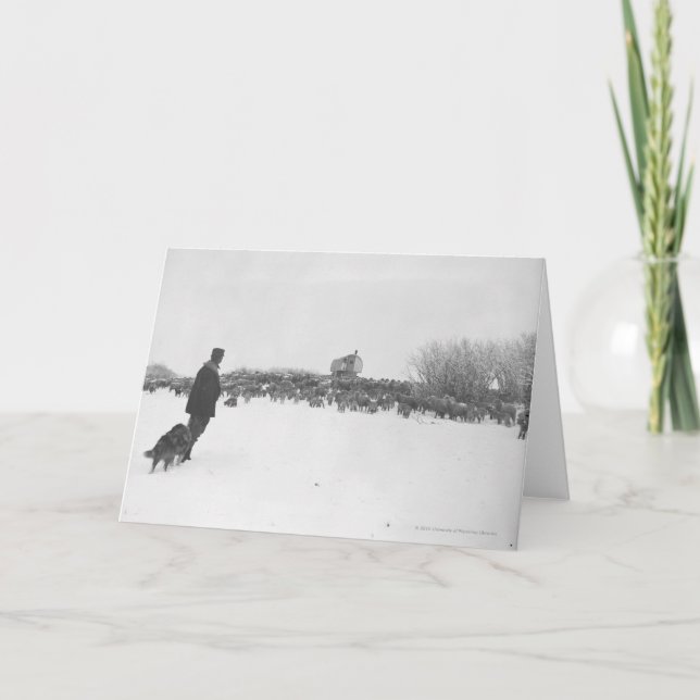 Shepherd and dog at sheep camp card (Front)