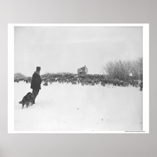 Shepherd and dog at sheep camp poster (Front)