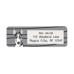 Shepherd Border Collie