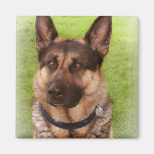 Shepherd Dog Square Magnet