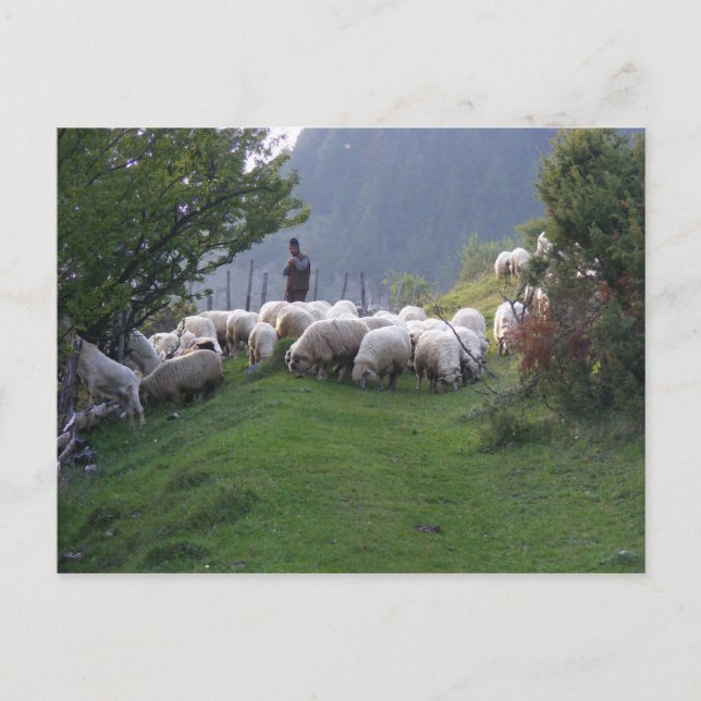 Shepherd in Fundata, Romania Postcard (Front)