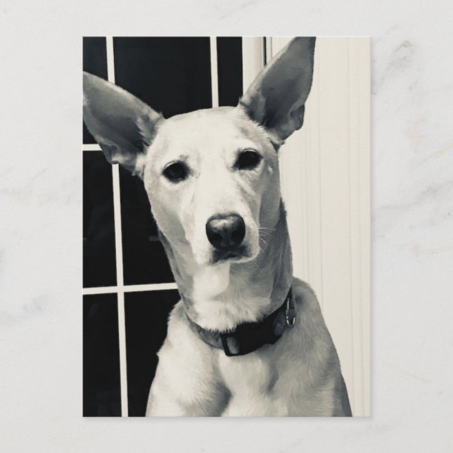 Shepherd Mix Dog Photo Post Card (Front)