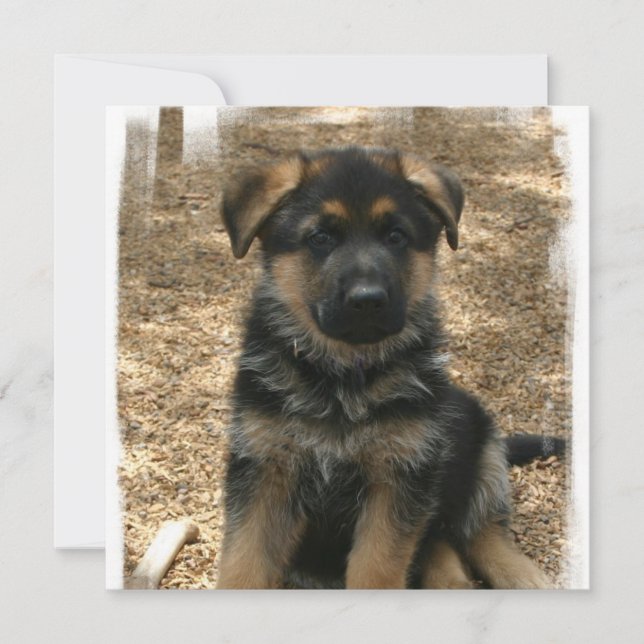Shepherd Puppy Invitations (Front)