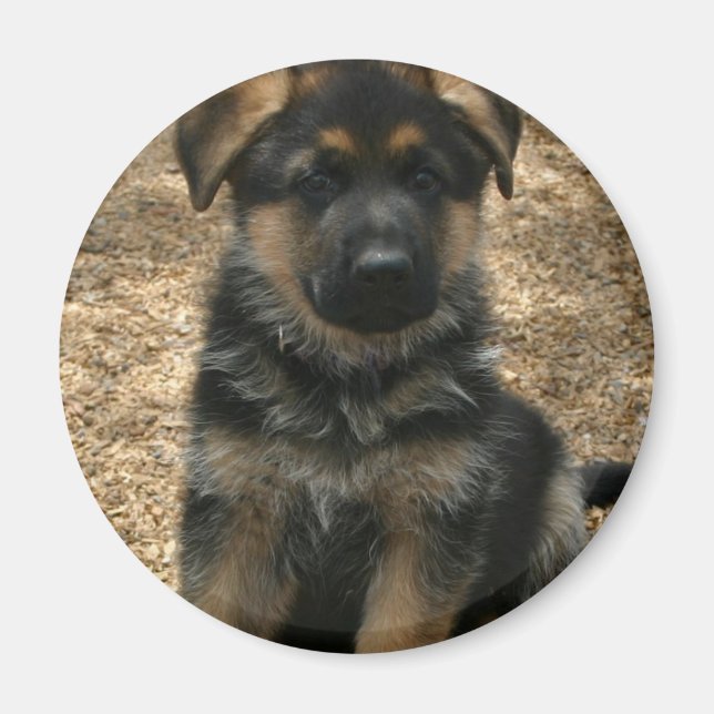 Shepherd Puppy  Magnet (Front)