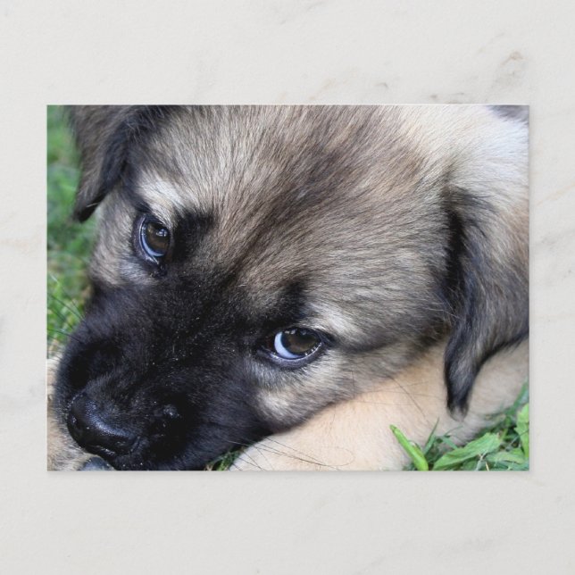Shepherd Puppy Photo Postcard (Front)