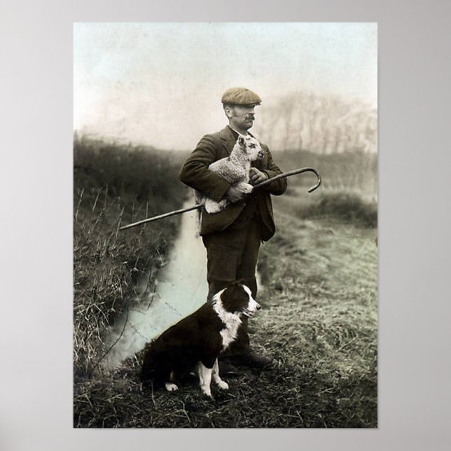 Shepherd With Lamb and Border Collie~Poster Poster (Front)