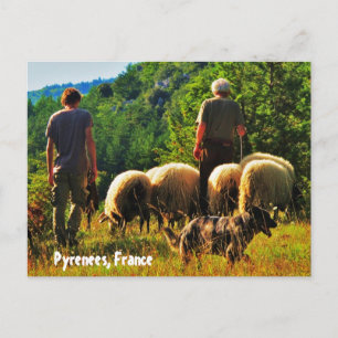 Shepherding in France Postcard