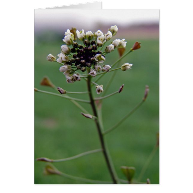 Shepherd's Purse (Front)