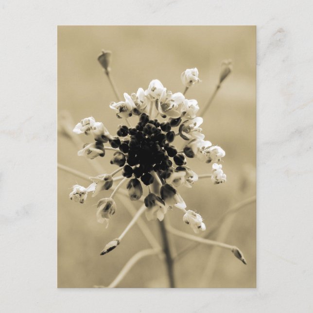 Shepherd's Purse in Sepia Postcard (Front)